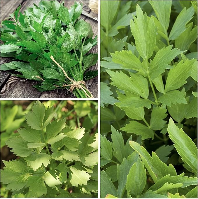 Seed Needs Lovage Seeds for Planting - Non-GMO, Heirloom & Untreated - Organically Grow Your own Medicinal/Culinary Herb Garden Indoors or Outdoors (1 Pack)