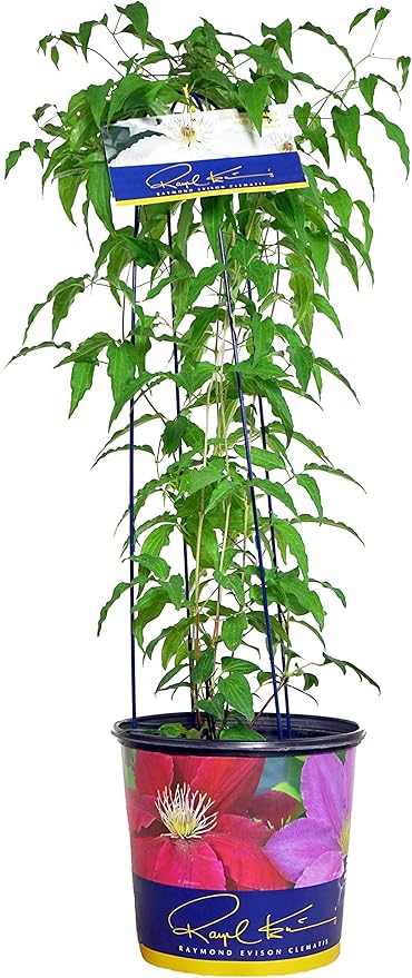 Raymond Evison Clematis - Clematis Hyde Hall (Clematis) Perennial, white flowers, 8`` - Size Container