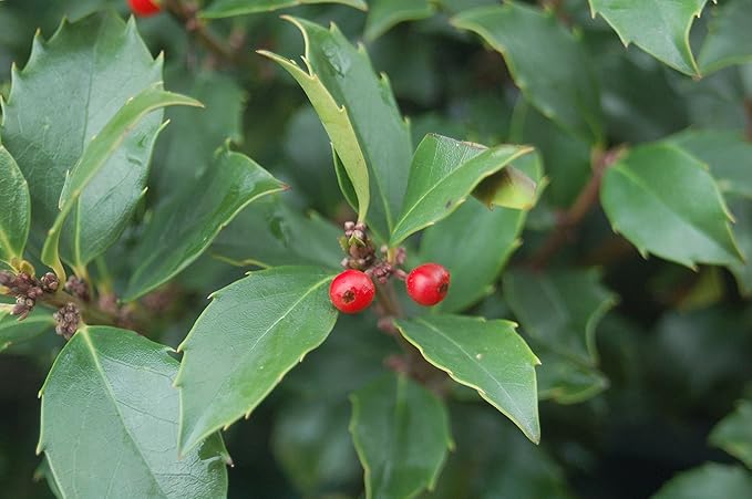Ilex X meserveae 'Blue Maid' (Blue Holly) Evergreen, #3 - Size Container