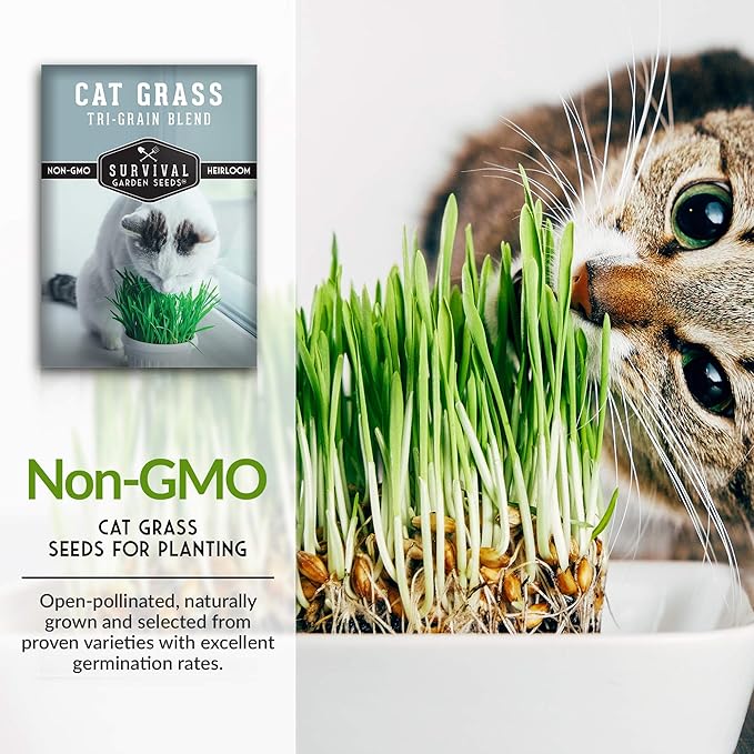 Cat Grass Seed for Planting - 2 Packets with Instructions to Plant & Grow Greens for Your Pet Indoors or Outdoors in a Container or Garden - Non-GMO Heirloom Variety - Survival Garden Seeds