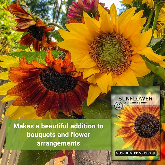 Sow Right Seeds - Autumn Beauty Sunflower Seeds for Planting - Beautiful Giant Flower to Plant - Non-GMO Heirloom Packet with Instructions - Maroon and Yellow Petals - Unique Summer Blooms (1)