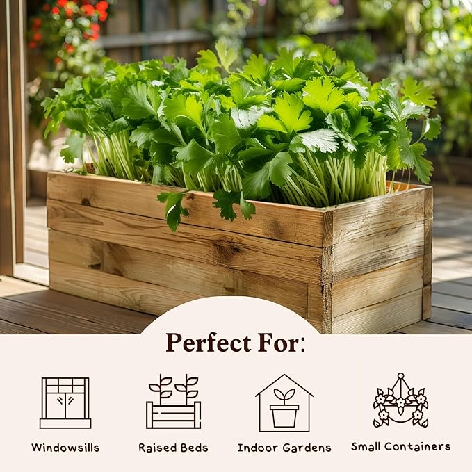 Organic Cilantro 'Slow Bolt' Herb Seeds for Indoor Gardening or Planting Outdoors, Non-GMO and USDA Certified Herb Seed Packets, 350 Seeds/5 Grams (Cilantro)