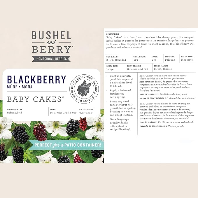 2g Bushel and Berry BlackBerry Baby Cakes