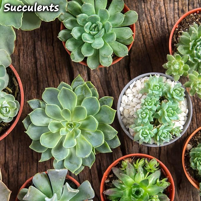 Bulk Horticultural Grade Perlite - Ten 8 Quart Bag ~2 Lbs Each - Grade 1, Fine Coarseness (~1/8 Inch Particles) - Soil Amendment Additive - for Growth, Aeration & Drainage for Potting Mix