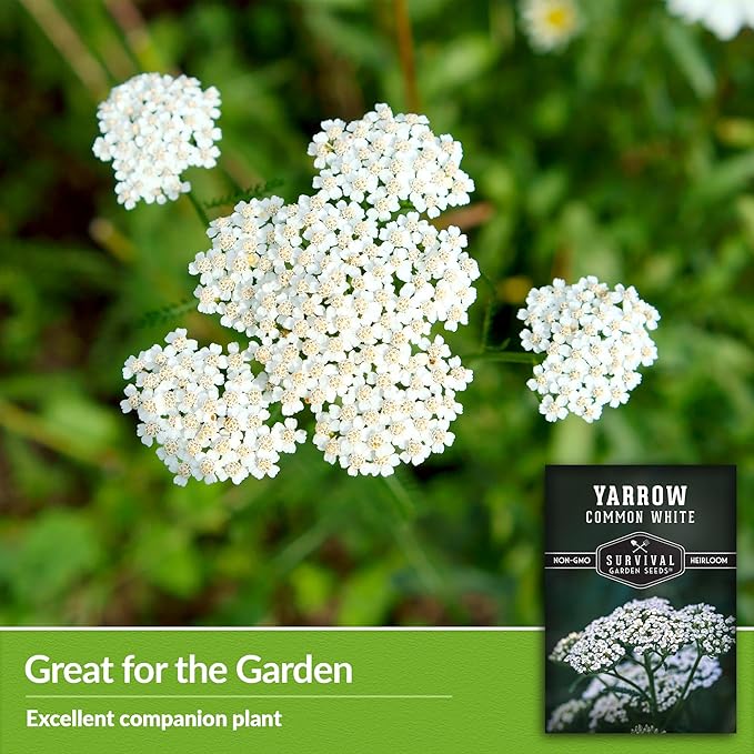 Survival Garden Seeds White Yarrow Seeds for Planting - 5 Packets with Instructions to Plant & Grow Beneficial Flowering Herbs in Your Home Vegetable Garden - Non-GMO Heirloom Variety