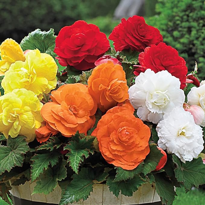 CHUXAY GARDEN Orange Camellia Flower Seed 50 Seeds Great Shrub Plant Ornamental Flowering Plant Perfect Courtyard Flower