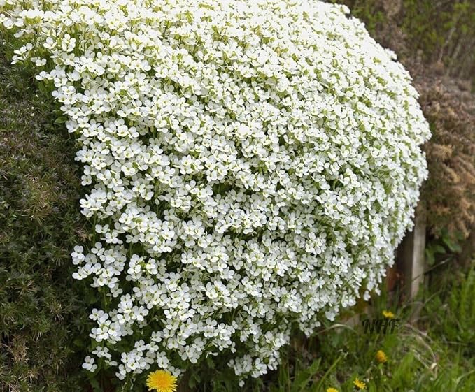 250+ White Rockcress Flower Seeds Ground Cover Garden Non-GMO