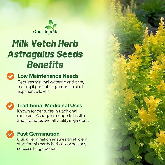Outsidepride 200 Seeds Perennial Astragalus Milk Vetch Herb Garden Seeds for Planting