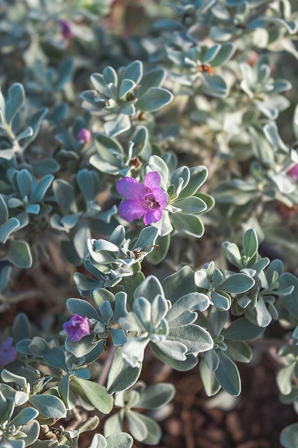 1G Silverado Sage Plant, Shrubs Live in Planters for Outdoor Plants Live, Live Plants Gardening Gifts, Live Plant Front Porch Decor, Sage Plants Edging for Landscaping, Garden Decor By Plants for Pets