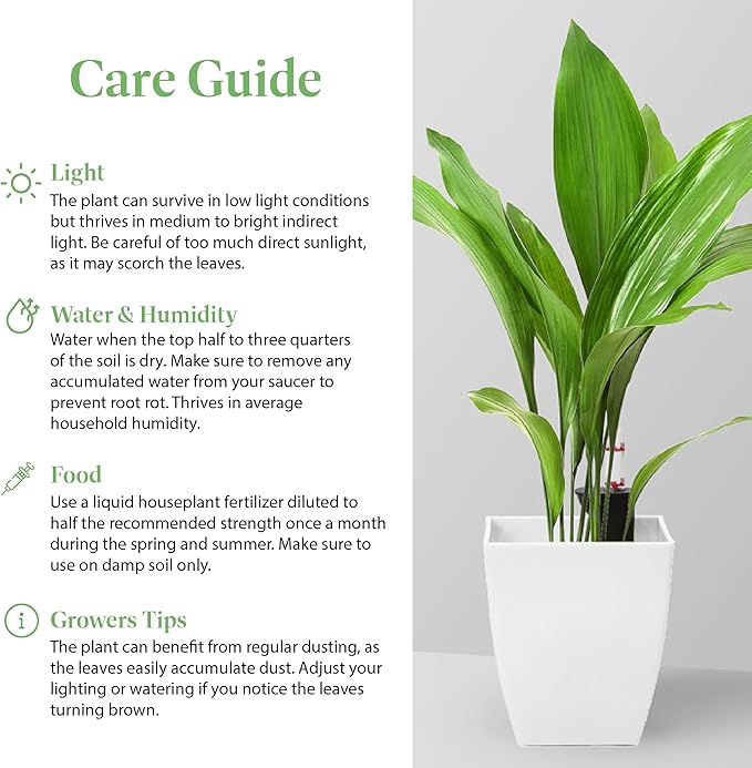 American Plant Exchange Cast Iron Plant, Large 10-Inch Pot, Elegant Easy to Care Indoor Houseplant, Dark Green Foliage, Thrives on Neglect, Low-Light & Pet Safe, Live Home & Garden Décor