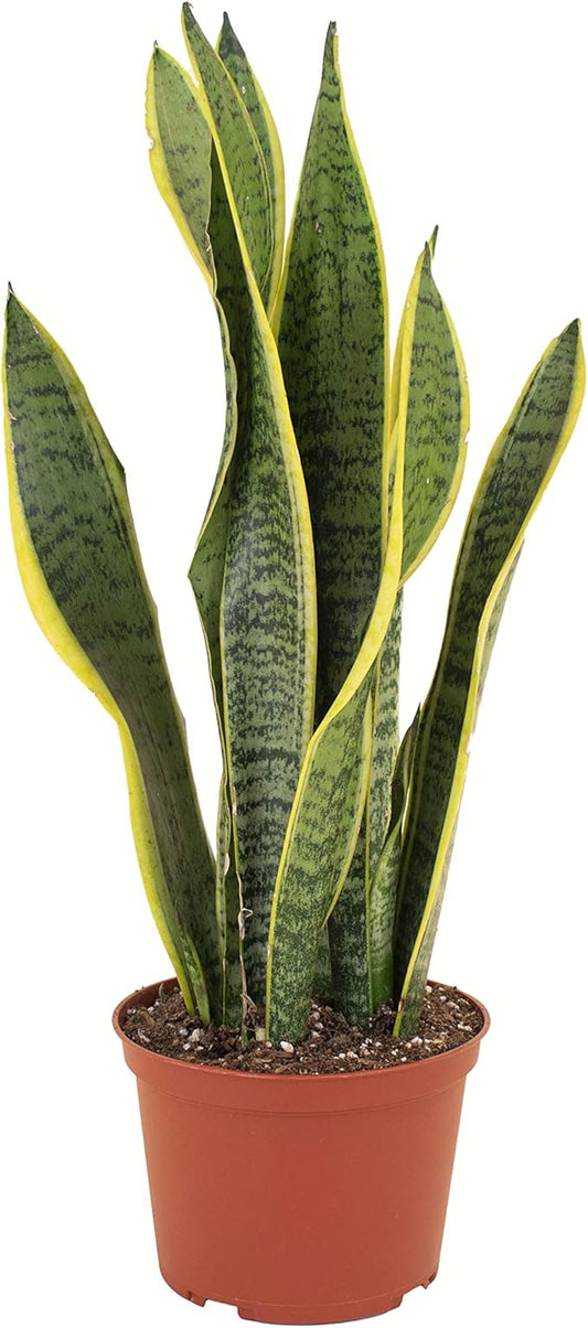 Shop Succulents | Standing Collection | Hand Selected, Air Purifying Live Sansevieria Laurentii Snake Indoor House Plant in 6" Grow Pot, 6 INCH
