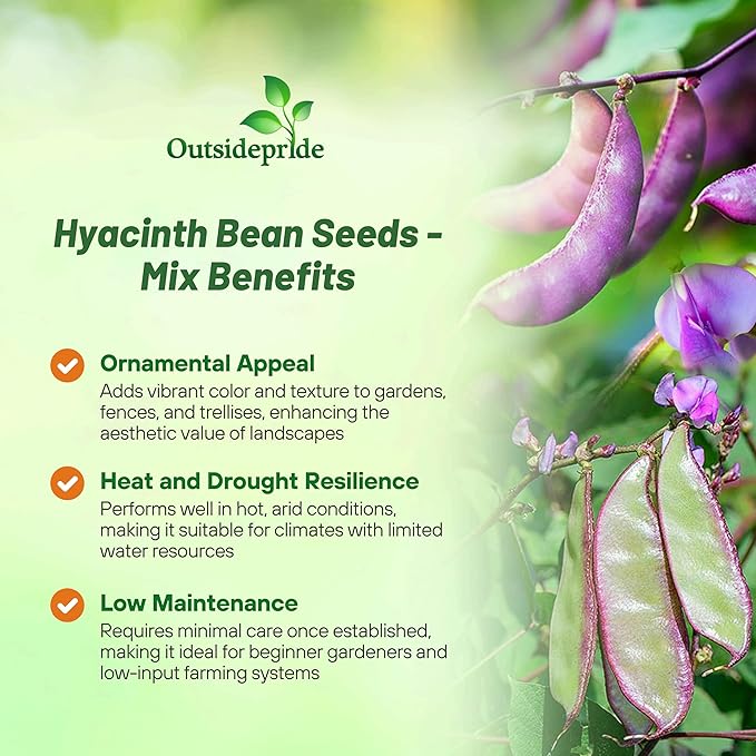 Outsidepride 100 Seeds Perennial Dolichos Lablab Hyacinth Bean Vine & Flower Seed Mix for Planting