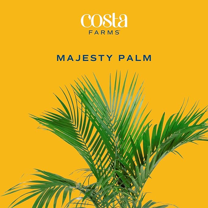 Costa Farms Majesty Palm Live Plant, Indoor and Outdoor Live Palm Tree, Potted in Natural Plant Pot, Tropical Patio, Balcony, Home and Room Decor, Houseplant Gift for Housewarming, 3-4 Feet Tall