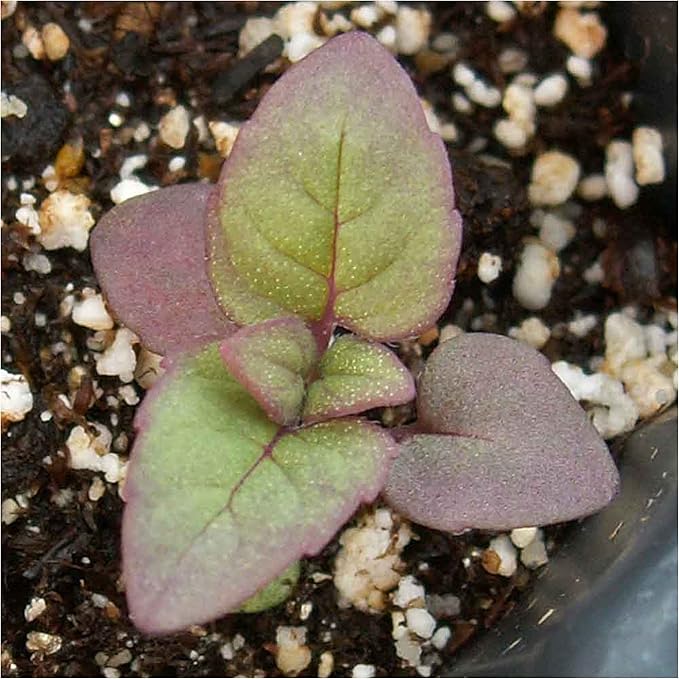 Seed Needs, Wild Bergamot Bee Balm Seeds - 400 Heirloom Seeds for Planting Monarda fistulosa - Attracts Honeybees, Bumblebees, Butterflies & Other Pollinators (5 Packs)