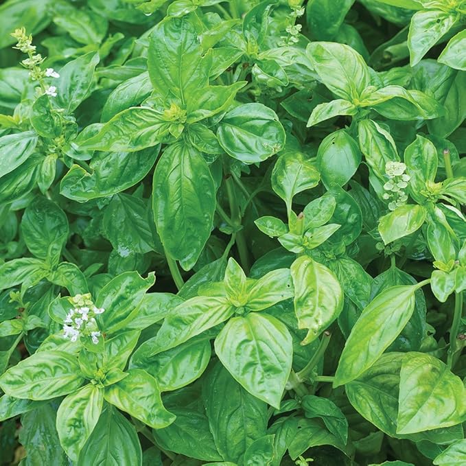 Burpee Genovese Basil Seeds 400 seeds