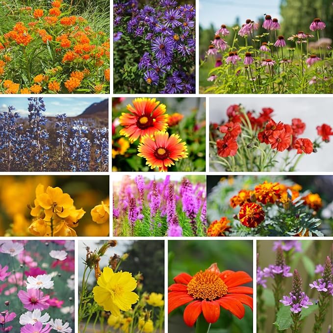 Wildflower Seeds Bulk, 100,000 Non-GMO Heirloom Wildflower Seeds Mix, Save The Monarchs Wild Flowers Seeds Mix, Perennial Flower Seeds for Planting, Mountain Valley Seed Company