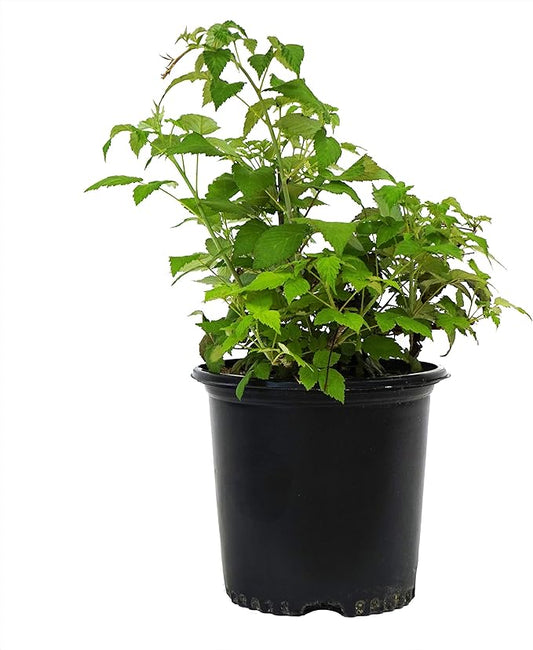 Green Promise Farms Rubus Edible-Shrub, 2-Size Container, Raspberry-Jewel