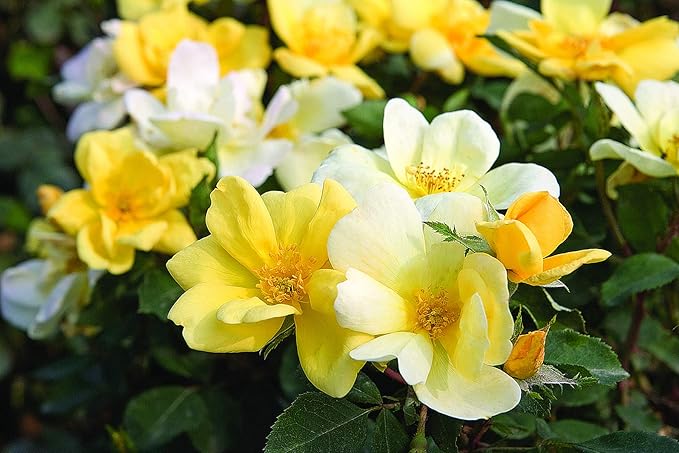 Green Promise Farms Rosa `Sunny Knock Out` (Reblooming) Rose, 3 Size Container, yellow flower
