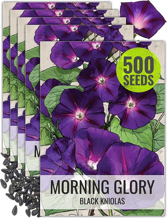 Seed Needs Black Kniolas Morning Glory Seeds for Planting - Heirloom & Open Pollinated Annual Vines - Cover a Fence or Trellis in Deep Purple Almost Black Flowers (5 Packs)