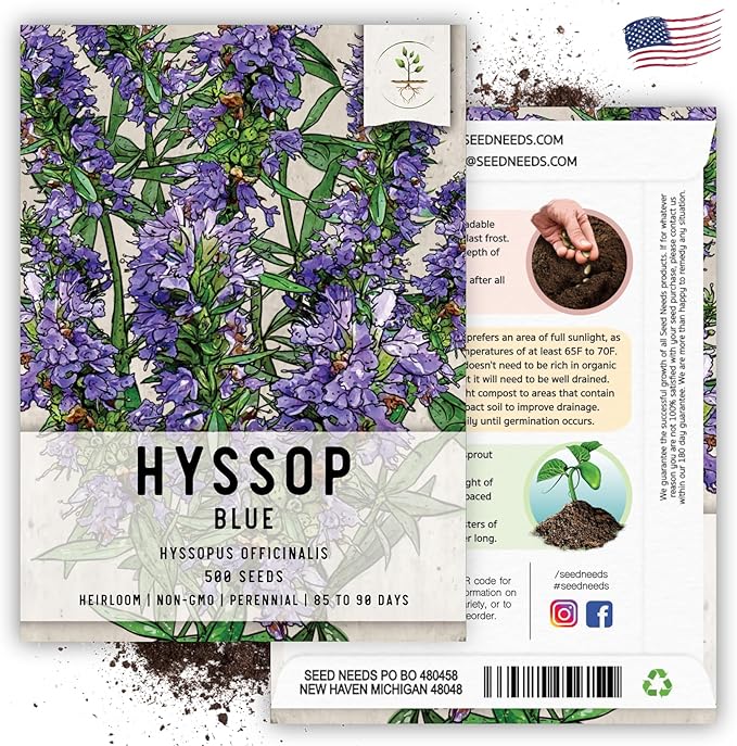 Seed Needs, Blue Hyssop Seeds - 500 Heirloom Seeds for Planting Hyssopus officinalis - Medicinal Herb for an Indoor/Outdoor Garden, Non-GMO & Untreated (5 Packs)