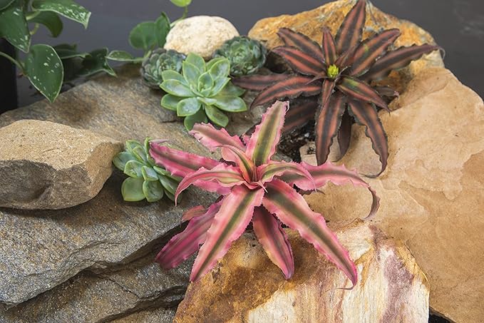 Live Cryptanthus Bromeliad Plant, Cryptanthus bivittatus Pink Star, Indoor Flowering Plant, Earth Star House Plant in Pot, Bromeliads Live Plants in Soil, Colorful Potted Houseplant by Plants for Pets