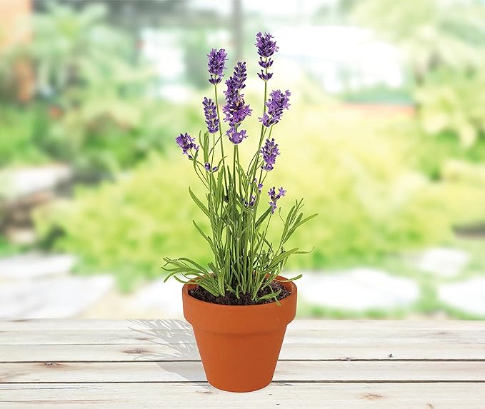 Buzzy Seeds Terracotta Mini Grow Pots | Herb, Plant, Flower Starter Kit for Kids & Adults | Assorted 20-Pack, | Lavender Seeds Guaranteed to Grow | Best Indoor Grow Your Own Plant Gardening Gift