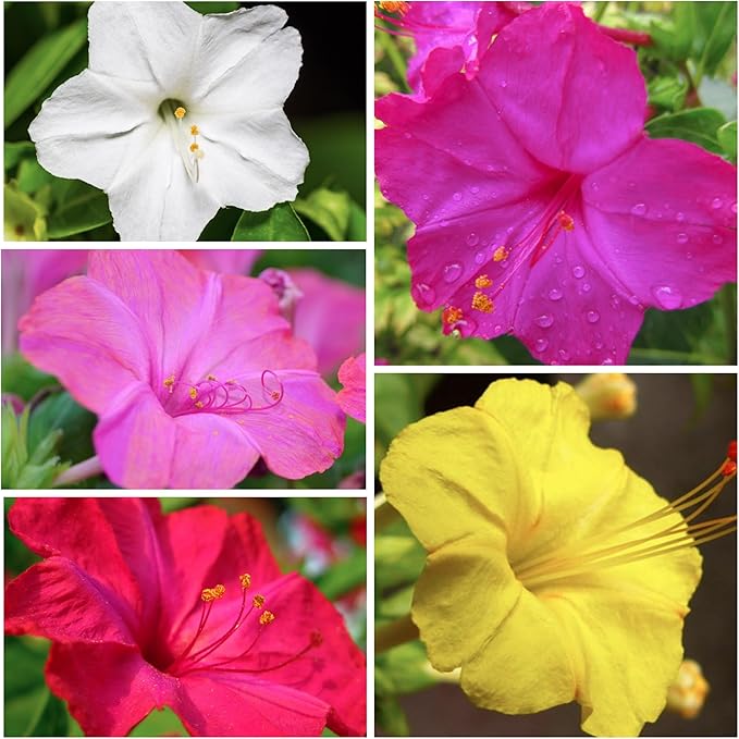 Seed Needs, Mixed Four O Clock Seeds - 60 Heirloom Seeds for Planting Mirabilis Jalapa - Attracts Hummingbirds, Butterflies & Other Pollinators (1 Small Pack)