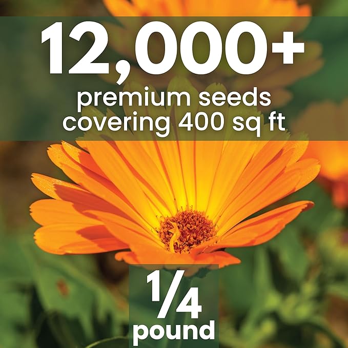 Calendula Pacific Beauty - Bulk 1/4 Pound Pouch - 12,000 Flower Seeds for Planting - Calendula officinalis