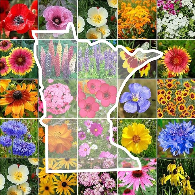 Eden Brothers Minnesota Wildflower Mixed Seeds for Planting, 1 oz, 30,000+ Seeds with Cornflower, Blanket Flower | Attracts Pollinators, Plant in Spring or Fall, Zones