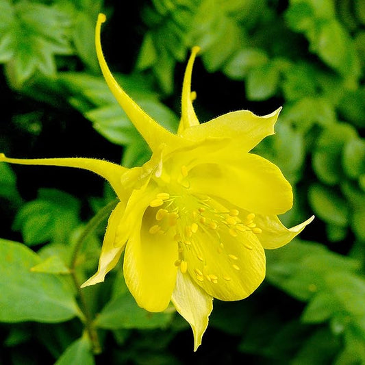 Columbine Seeds Aquilegia Seeds Bright Yellow Perennial Attract Butterflies Deer & Rabbit Resistant Fragrant Cut Flower Beds Border Outdoor 25Pcs Flower Seeds by YEGAOL Garden