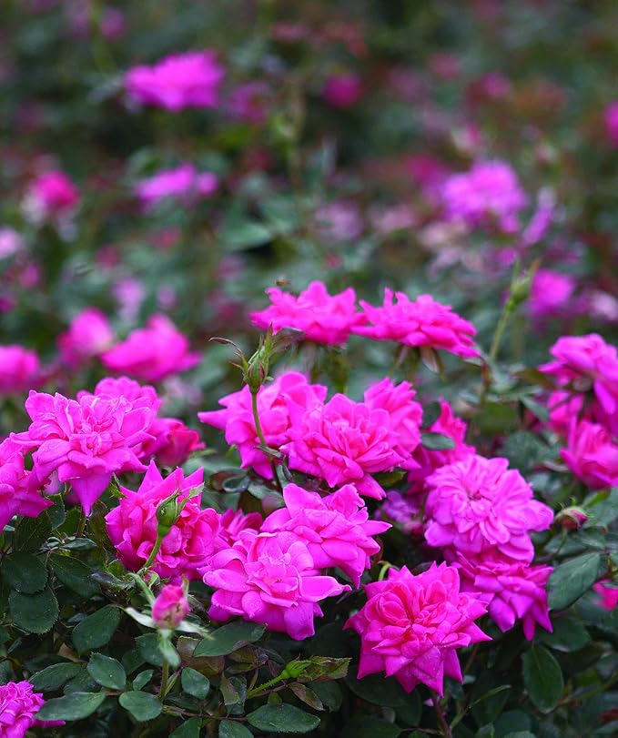 Green Promise Farms Rosa `Double Knock Out` (Reblooming) Rose, 3 Size Container, pink flower