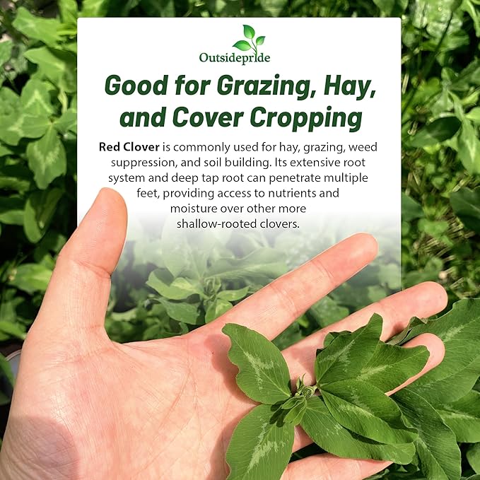 Outsidepride Perennial Red Clover Seeds - 5 lbs. Self-Seeding, Nitrocoated, Inoculated Clover Seeds for Lawn, Yard, Forage, Pasture, Hay, Nitrogen Fixation, Soil Improvement & Crop Rotation Programs