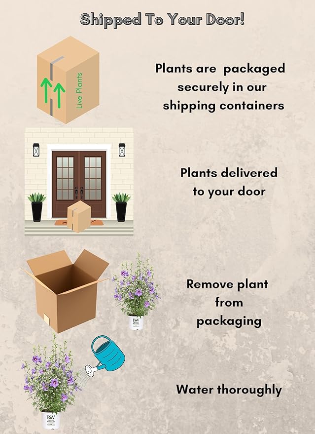 2 Gallon Proven Winners Paraplu 'Violet' Hibiscus