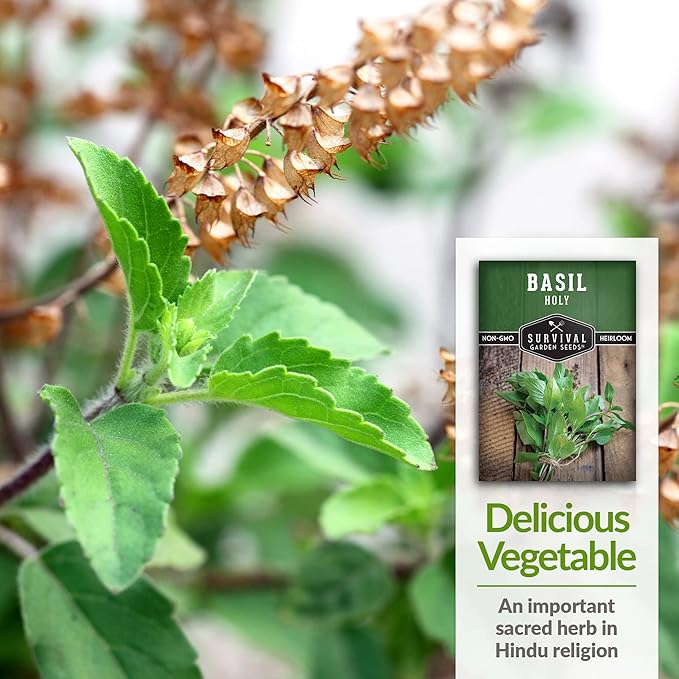 Survival Garden Seeds - Holy Basil Seed for Planting - 5 Packs with Instructions to Plant and Grow The Indian Sacred Herb Tulsi in Your Home Vegetable Garden - Non-GMO Heirloom Variety - Plant Seed
