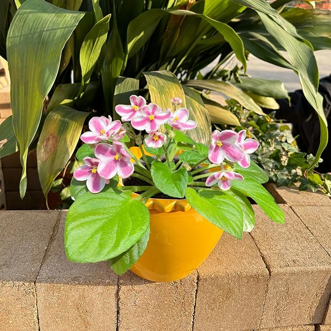 African Violet Flower Pot Self Watering Plant African Violet Planter Pot Yellow Ceramic Pot Maintenance Plant Seeder Planting 6.5 * 4.6 Inch High Absorption Plant Inner Flower Pot
