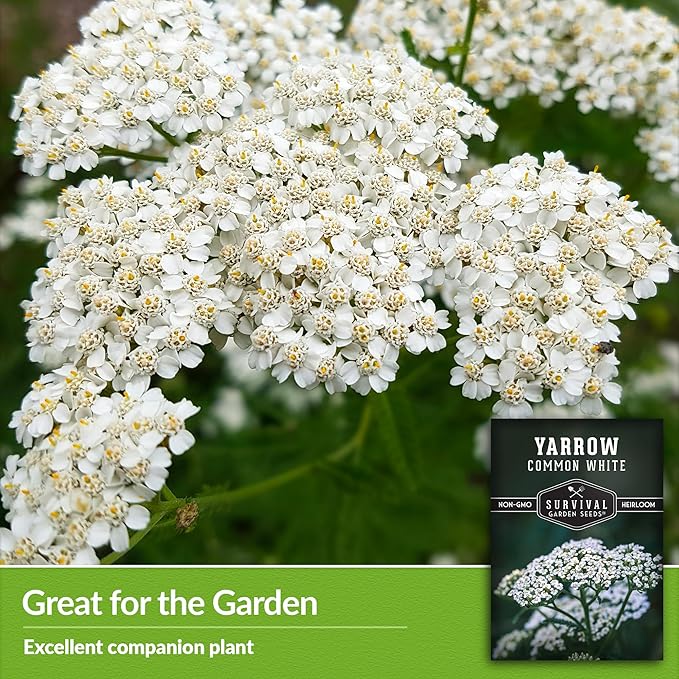 Survival Garden Seeds White Yarrow Seeds for Planting - 1 Packet with Instructions to Plant & Grow Beneficial Flowering Herbs in Your Home Vegetable Garden - Non-GMO Heirloom Variety