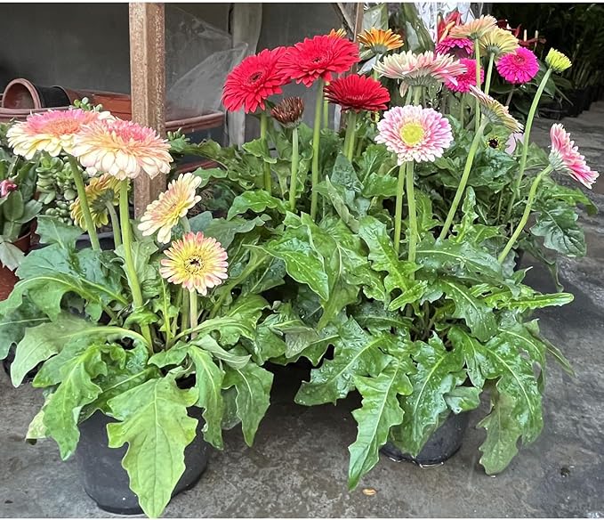 Small Granular Water Crystal for Grow Firm and Smooth Lawn and Keep Garden Plants Thriving (10 Pound)