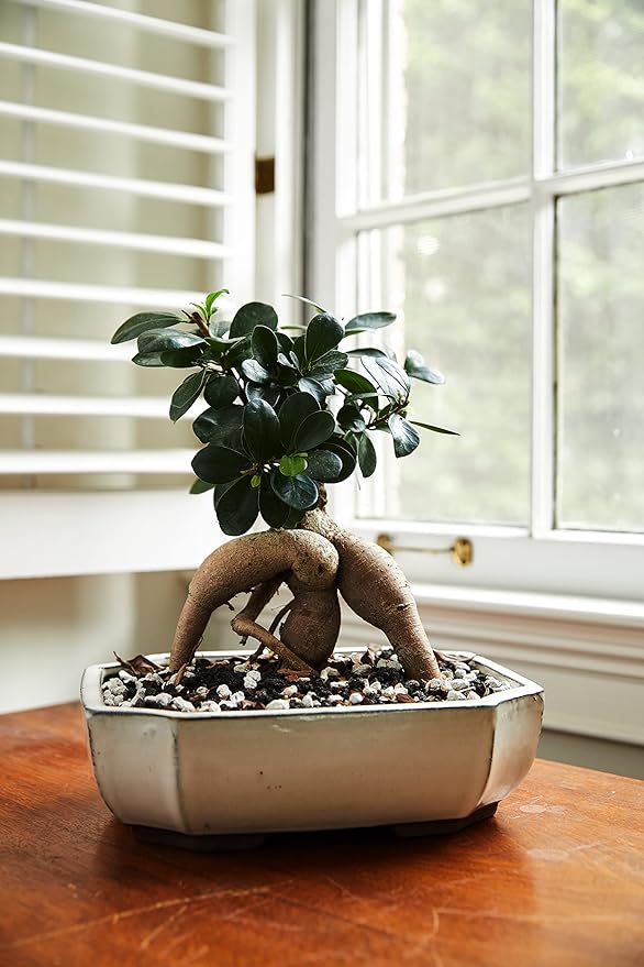 Bonsai Soil by The Bonsai Supply – 2qts. Professional Bonsai Soil Mix | Ready to use| Great for All Bonsai Tree Varieties.