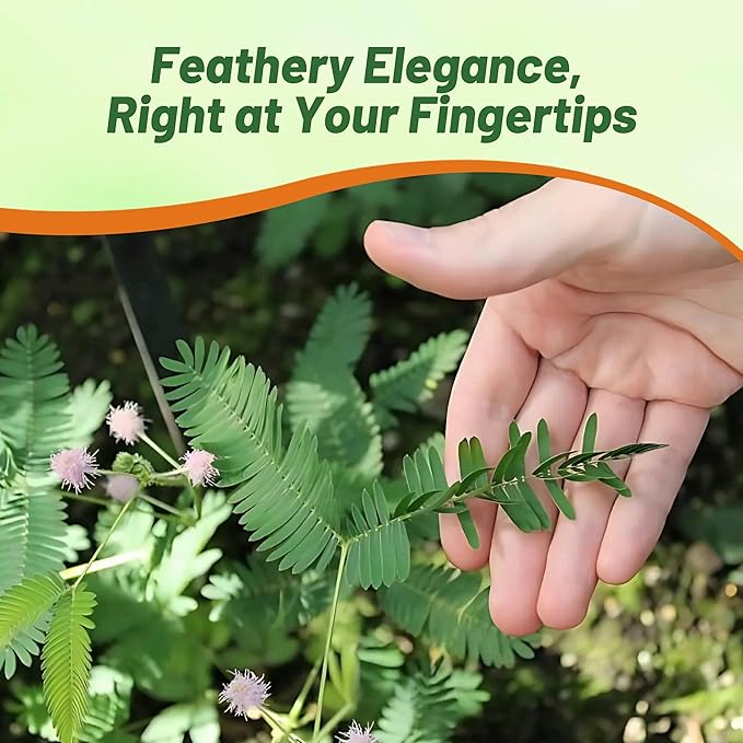 Outsidepride 1000 Seeds Annual Mimosa Pudica Sensitive Plant Flower Seeds for Planting
