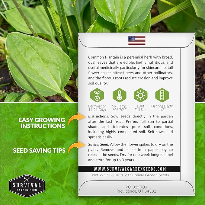 Common Plantain Seeds for Planting - 2 Packets with Instructions to Plant and Grow Plantago Major in Your Home Garden - Non-GMO Heirloom Medicinal Herb - Survival Garden Seeds