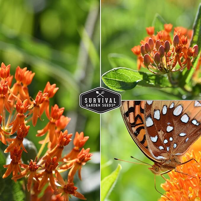 Butterfly Milkweed Seeds for Planting - 5 Packs with Instructions to Grow Asclepias Tuberosa - Attract Butterflies & Help Conservation - Non-GMO Heirloom Open-Pollinated - Survival Garden Seeds