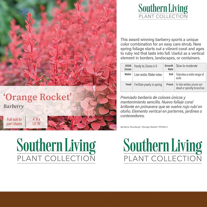 2 Gallon Southern Living Barberry Orange Rocket Shrub