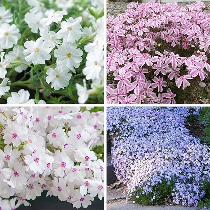 1000+ Creeping Phlox Seeds for Planting - Bright Phlox Seeds Creeping Perennial Ground Cover Plants - Annual Flower Seeds for Home and Garden