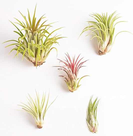 Shop Succulents Bromeliad Collection Hand Selected Variety of Tillandsia Ionantha, Purifying Live Indoor Air Plants