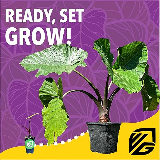 Elephant Ear Fuel Plant Fertilizer - Wellspring Gardens - Plant Food Formula for Alocasias and Colocasias - Complete Soil Nutrients - Lawn and Garden Essentials