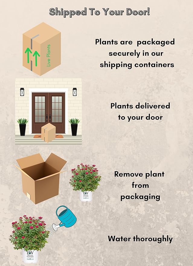 2 Gallon Proven Winners Spirea Double Play Doozie Shrub