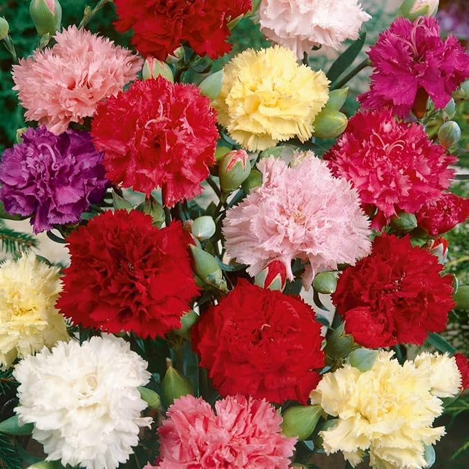 2500 Mixed Carnation Flower Seeds for Planting - AKA. Dianthus Caryophyllus Chabaud Mix Perennial