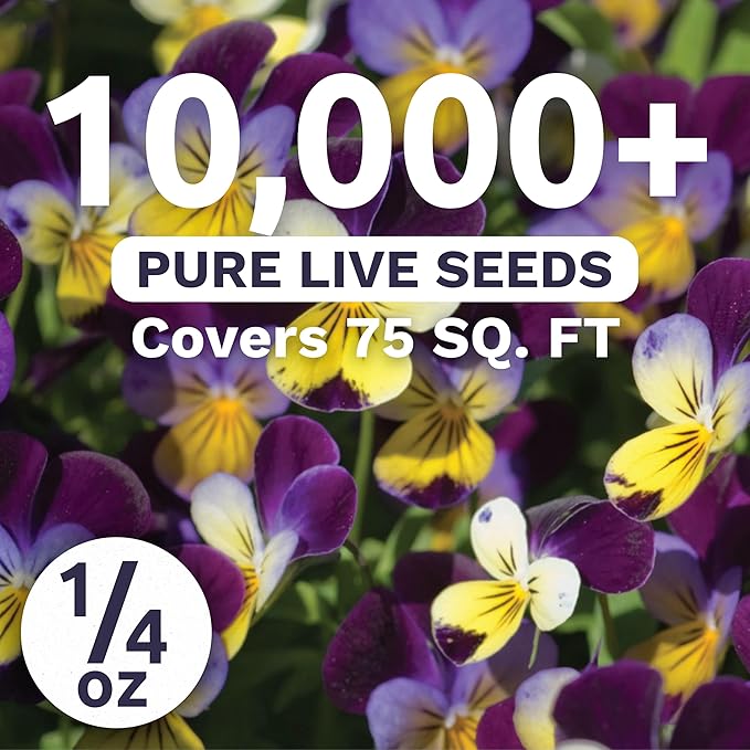 Viola - Johnny Jump-Up - Large 1/4 Ounce Packet - 10,000 Flower Seeds for Planting - Viola Tricolor