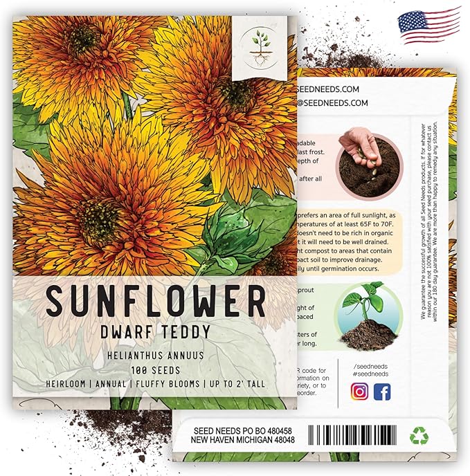 Seed Needs, Dwarf Teddy Sunflower Seeds - 100 Heirloom Seeds for Planting Helianthus annuus - Double Petaled Blooms, Attracts Pollinators/Butterflies (1 Pack)