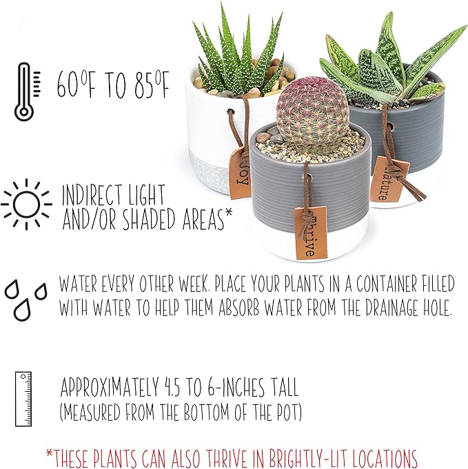Succulents Plants Live in Plant Pot Set (3 Pack), Succulent Cactus Plants Live Plants, Indoor Plants Live Gardening Gifts for Plant Lovers, Live Succulents Plants Live Houseplants by Plants for Pets